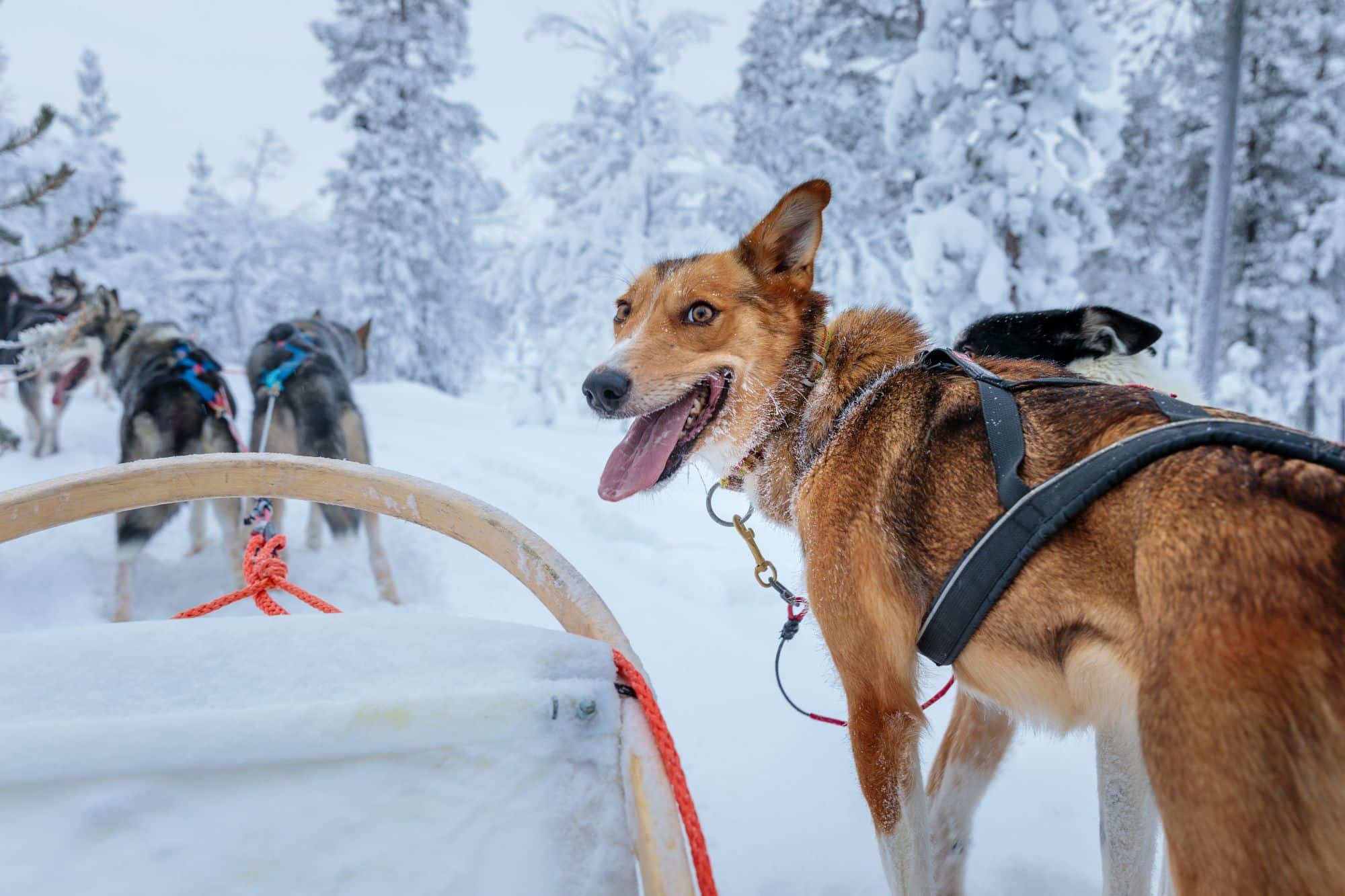 resize20190131-5D_L0758 (1)