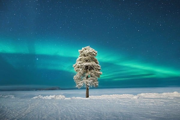 Tree and northern lights