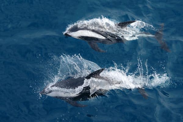 Drake_Passage_Antarctica_HGR_153540_Photo_Yuri_Matisse_Choufour