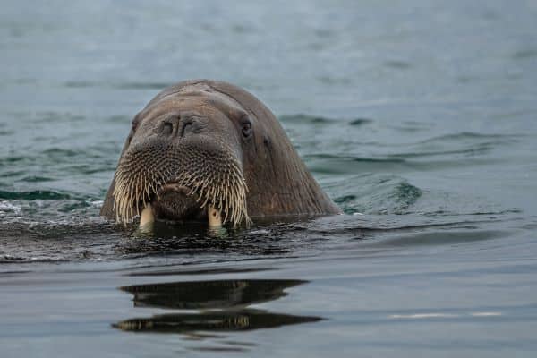 Svalbard_Wildlife_HGR_165306_Photo_Jan_Hvizdal