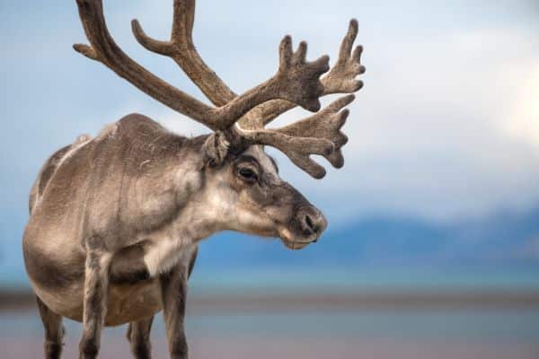 Svalbard_Wildlife_HGR_165308_Photo_Jan_Hvizdal