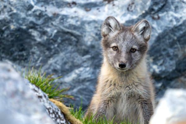 Svalbard_Wildlife_HGR_165312_Photo_Jan_Hvizdal